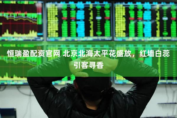 恒瑞盈配资官网 北京北海太平花盛放，红墙白蕊引客寻香